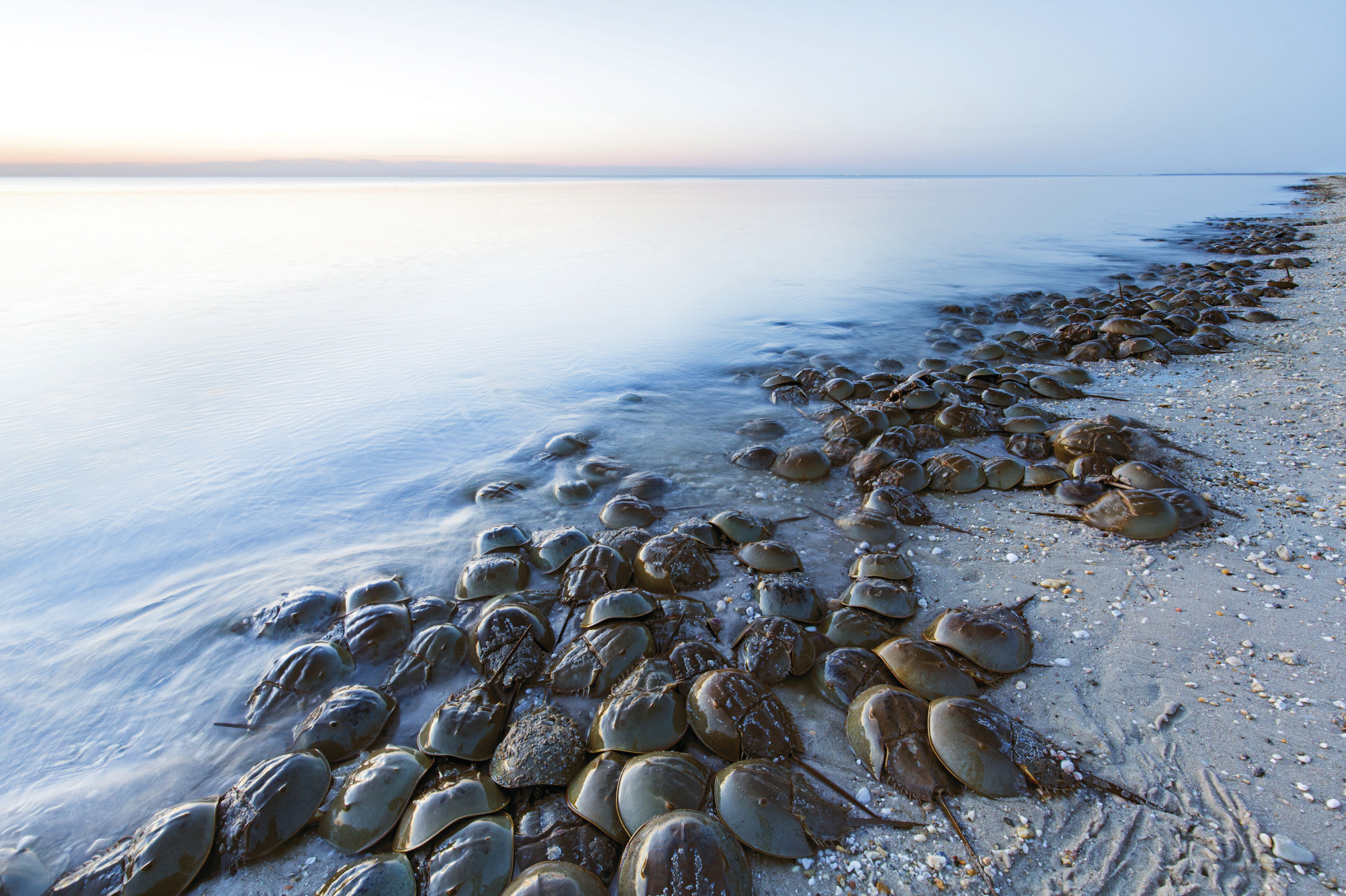 largest horseshoe crab in the world