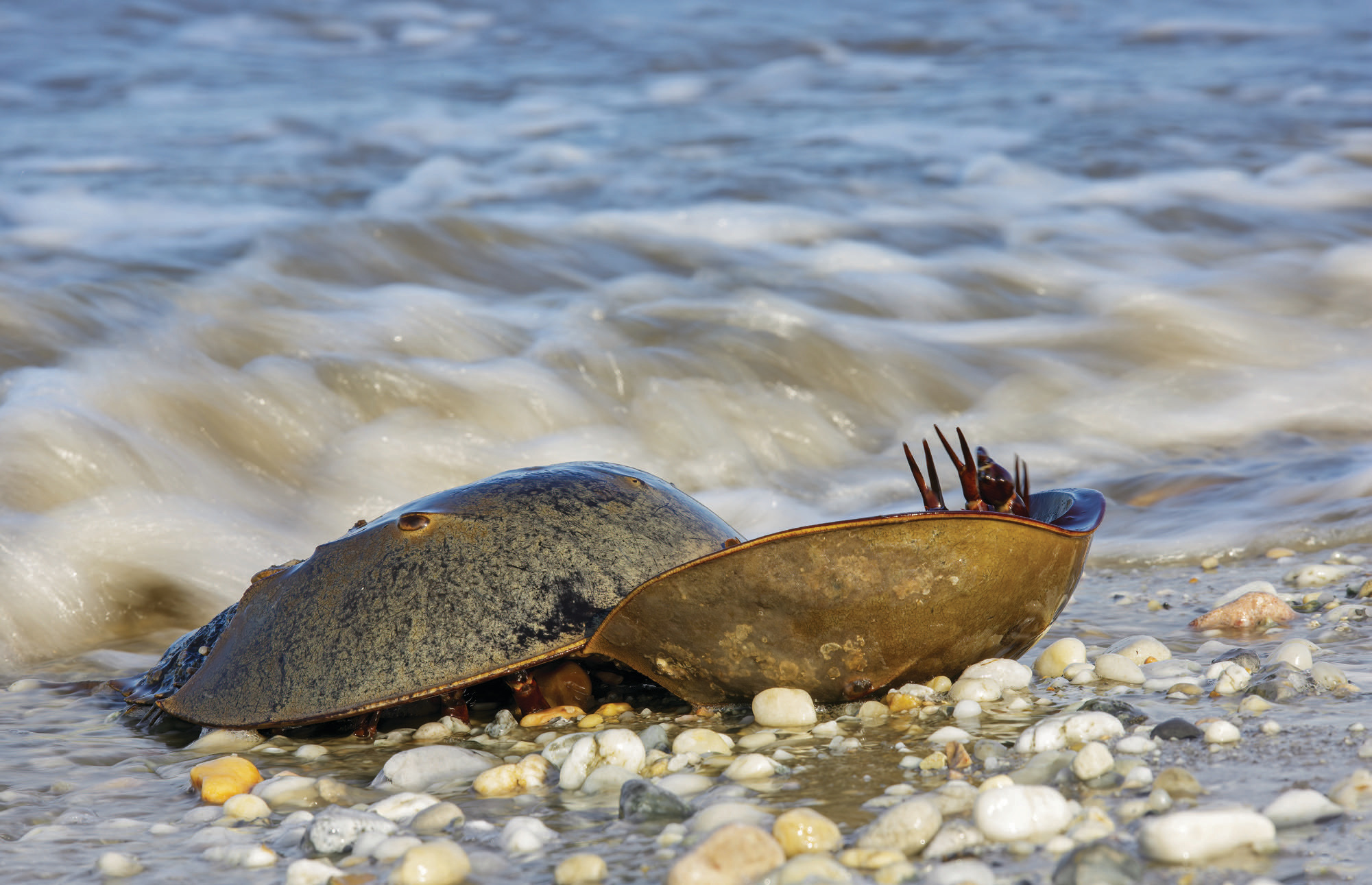 Horseshoe Crabs Are an Essential Part of Life in Delaware