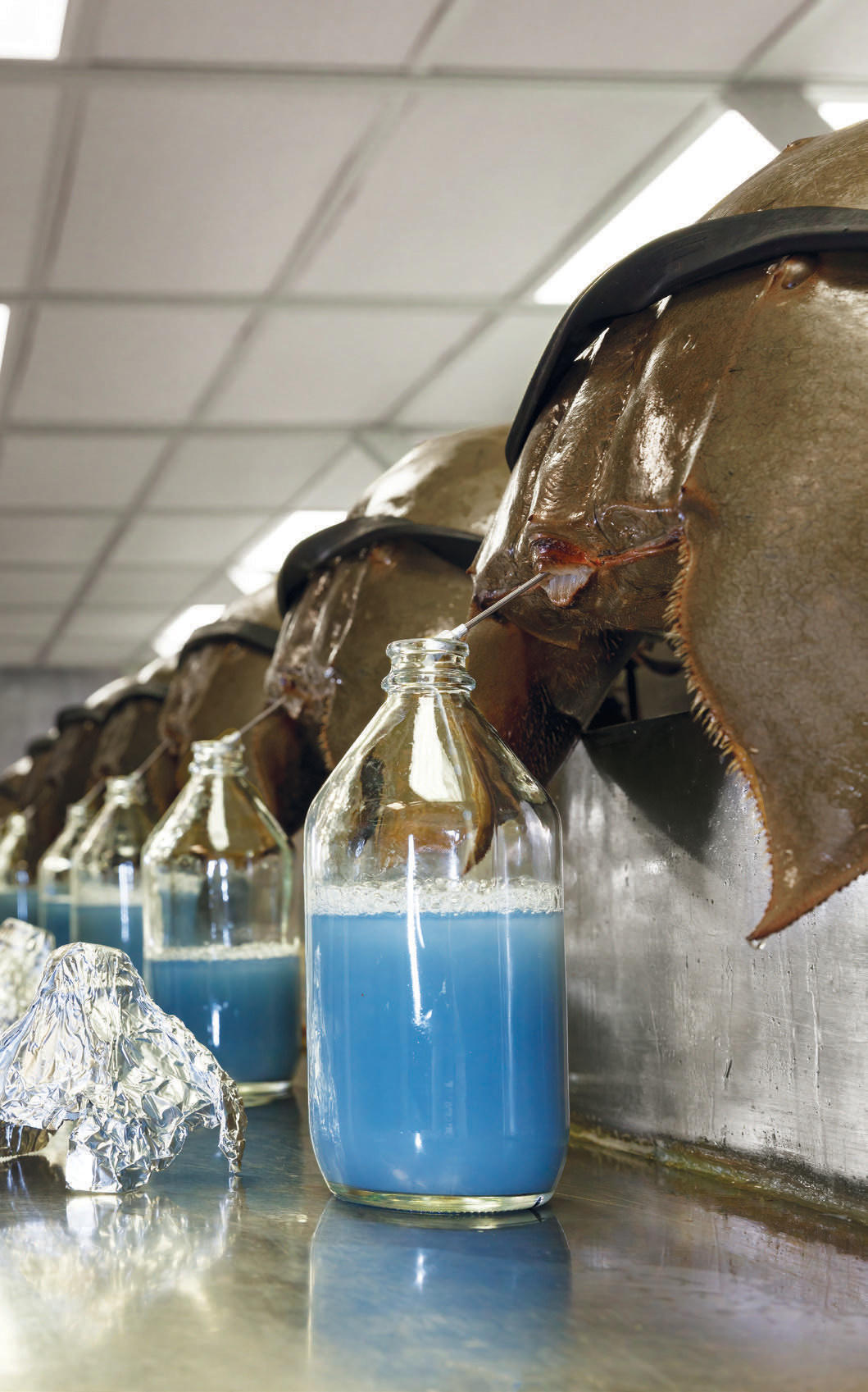 Horseshoe Crabs Are an Essential Part of Life in Delaware